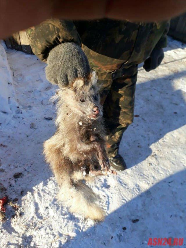 ZHiteli sela Gilchina Tambovskogo rajona pojmali chupakabru