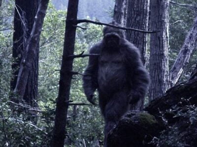 В Калифорнии полицейский обнаружил возле дороги тело огромного йети 23 esrpic 6030dd94e629e1