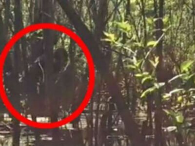 Двое жителей Флориды повстречали на болоте снежного человека 25 zhiteli Floridy povstrechali na bolote snezhnogo cheloveka