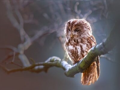 Мужчина уверен, что дикая сова не просто намеренно провела его через метель, но уберегла от падения с обрыва 21 40882767