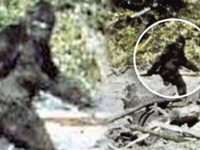 Эксперты заново изучили видео с йети, снятое Паттерсоном-Гимлином в 1967 году и пришли к выводу, что это «не человек в костюме обезьяны» 20 10646070