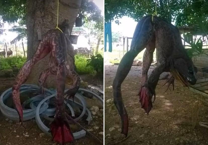 esrpic 6093fa355e9561