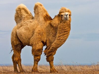 esrpic 623ea5c975d421