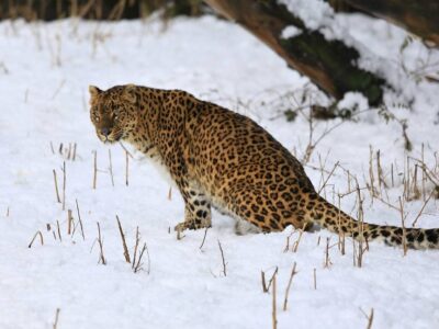 Коронавирус начал распространяться в популяциях диких индийских леопардов 22 32407975