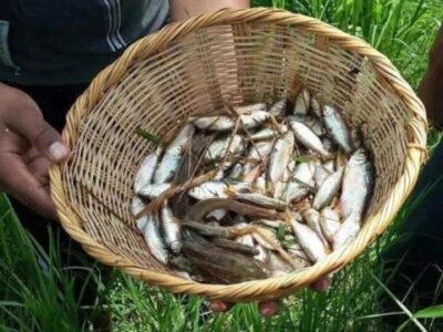 Таинственный дождь из рыбы идет каждый год в маленькой общине Гондураса 31 76353269