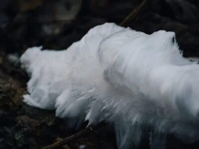 esrpic 61b185d3093be1