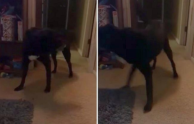 На видео засняли, как невидимка толкнул собаку 18 85723978
