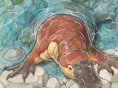 Предки утконосов колонизировали новый континент еще во времена динозавров 21 38999322