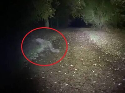 Перебегающее дорогу полупрозрачное существо сняли на видео в парке 33 91704272