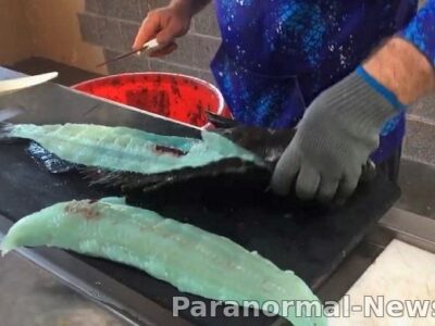 Тайна уникальной рыбы с голубой плотью 25 94231444