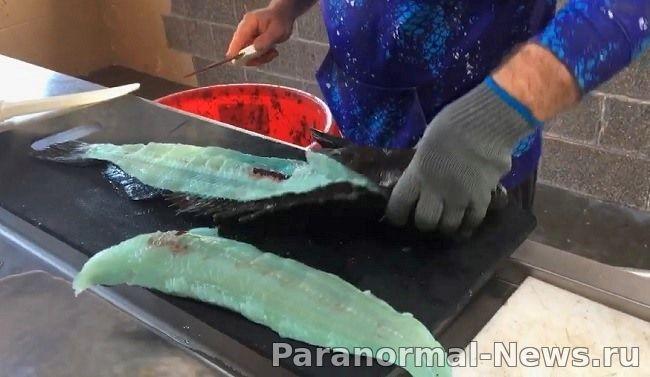 Тайна уникальной рыбы с голубой плотью 18 94231444