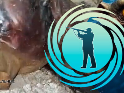 💥 Бразильские охотники утверждают, что убили чупакабру, показывая странное существо на видео 22 77636170