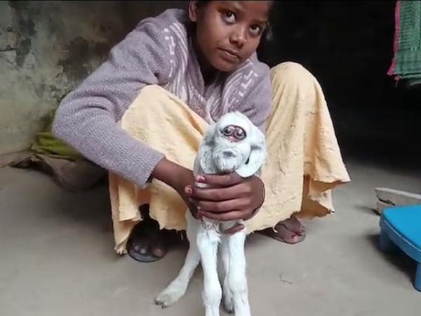  🐐 Козленок с редкой аномалией родился в Индии (+ видео) 