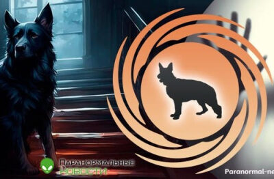 🐕 Жуткая история с собакой-призраком в доме журналиста 23 a79030d1c8ddfe271198474c6d082eaa