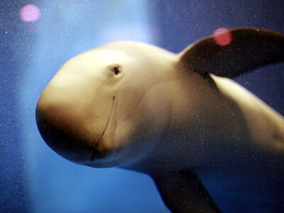 Раскрыта тайна мистических дыр на дне океана - UfoSpace.net 22 72780394