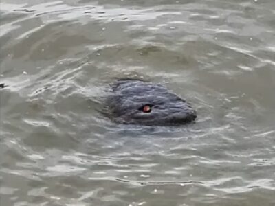 esrpic 64ccf70116e841