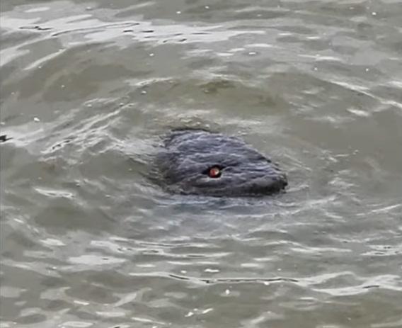 esrpic 64ccf70116e841