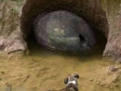 Удивительное открытие: панцирь глиптодона в Аргентине 27 15810591