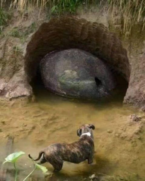 Удивительное открытие: панцирь глиптодона в Аргентине 18 15810591