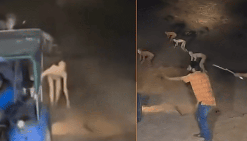 Фейки и реальность: загадочные существа в эпоху ИИ 18 12296576