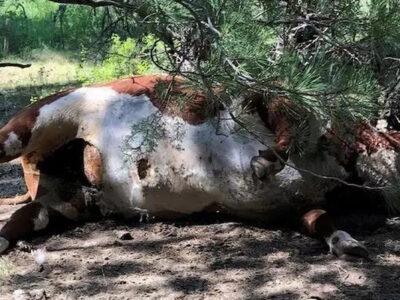 Загадочные убийства коров: новая волна расследований 21 24781957