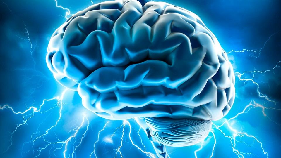 Миллионы лет мозг человека развивался постепенно, а не рывками: новое исследование 18 esrpic 674ca612d6abc1