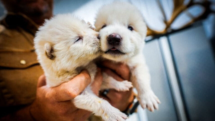 Возвращение из ледникового плена: ученые возродили ужасного волка 18 7847