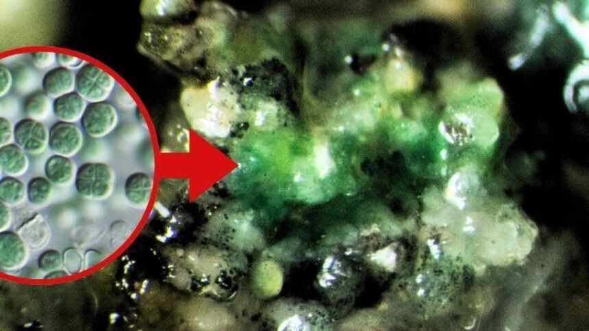 Кислород из камня: как земной микроб может открыть человечеству дорогу к звездам 18 7912