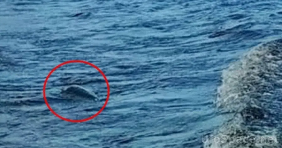 Несси поймана Королевским флотом: тайна Лох-Несса раскрыта 18 s88321578