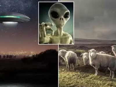 26387439