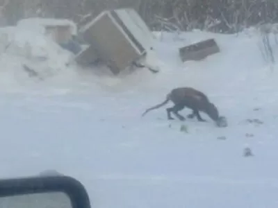 CHelovek sfotografirovavshij samarskuyu chupakabru
