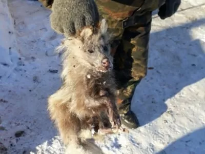 ZHiteli sela Gilchina Tambovskogo rajona pojmali chupakabru