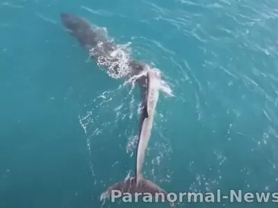 Огромный кит с изувеченной спиной замечен у берегов Испании 23 28050457