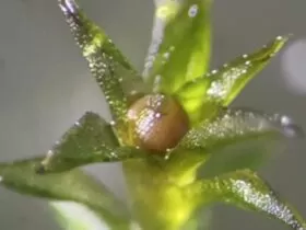 Космический вызов: как неприметный мох пережил адские условия вакуума 9 7929